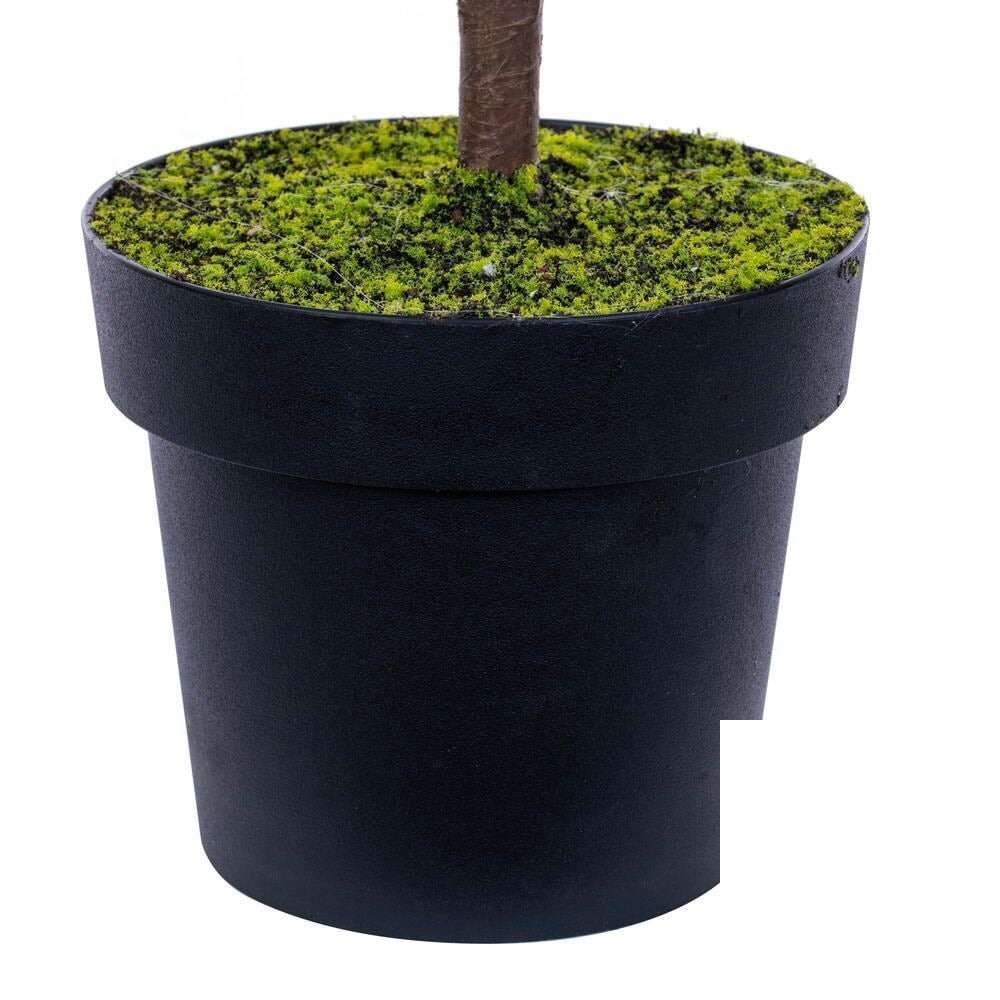 40.5" Potted Norfolk Pine Tree — view 3