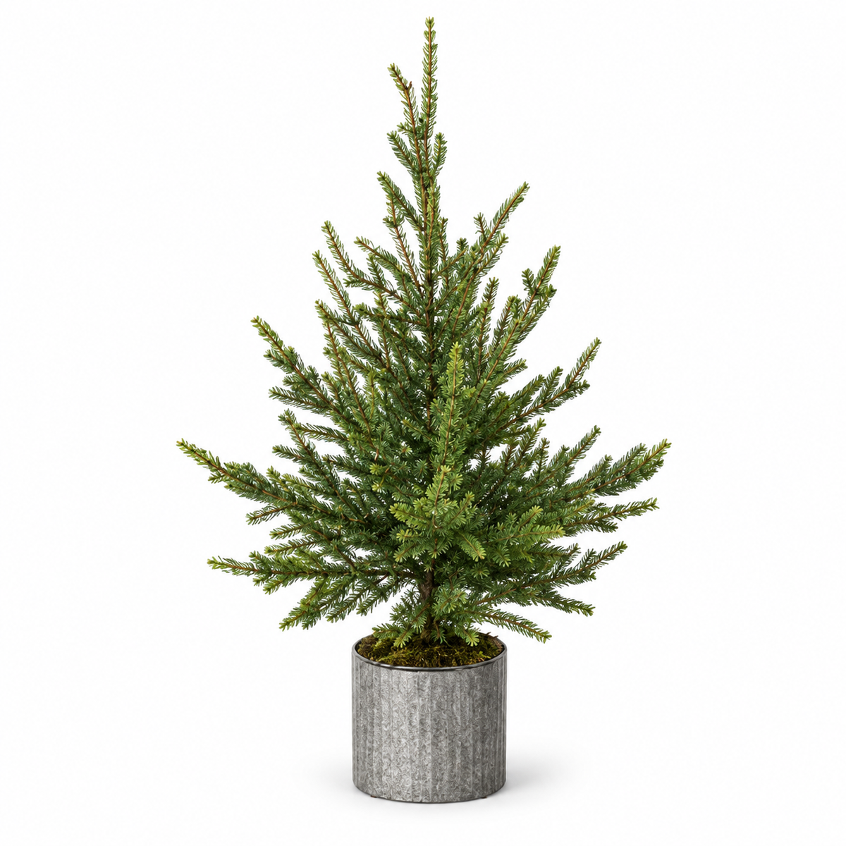 Potted Green Norfolk Pine Tree — view 1