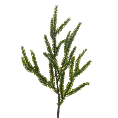 40.5" Potted Norfolk Pine Tree — view 2