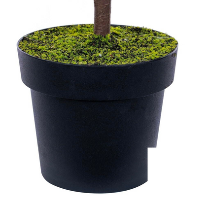 40.5" Potted Norfolk Pine Tree — view 3
