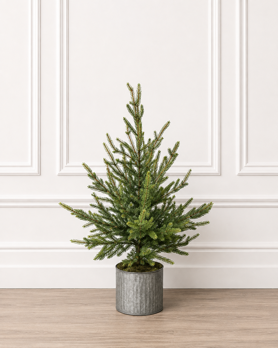 Potted Green Norfolk Pine Tree — view 1