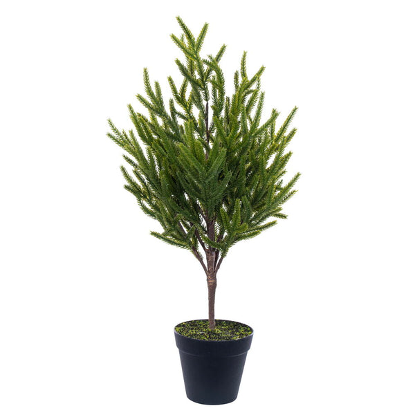 Potted Green Norfolk Pine Tree