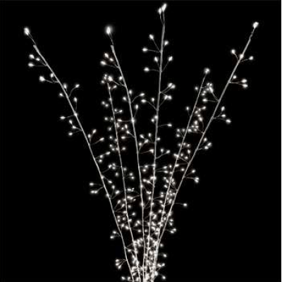 big seed cluster twigs white